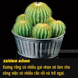 xuong rong 1